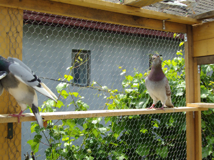 DSC00420