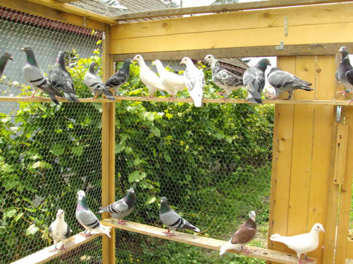 DSC00428 - Cursierii vazduhului