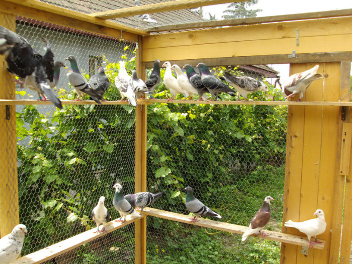 DSC00429 - Cursierii vazduhului