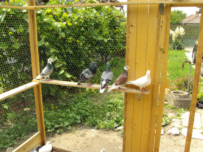 DSC00432 - Cursierii vazduhului