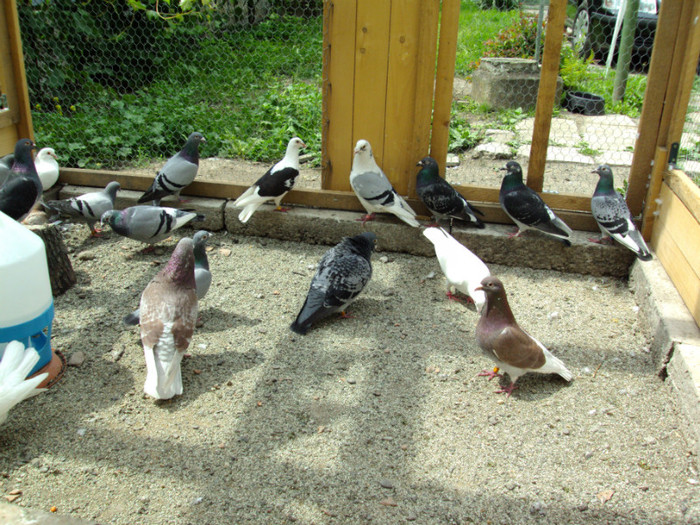 DSC00438 - Cursierii vazduhului