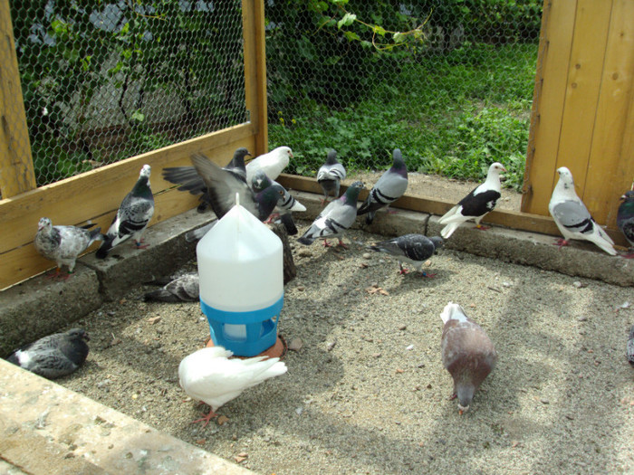 DSC00439 - Cursierii vazduhului