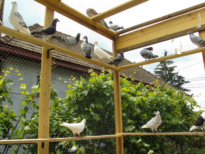 DSC00440 - Cursierii vazduhului