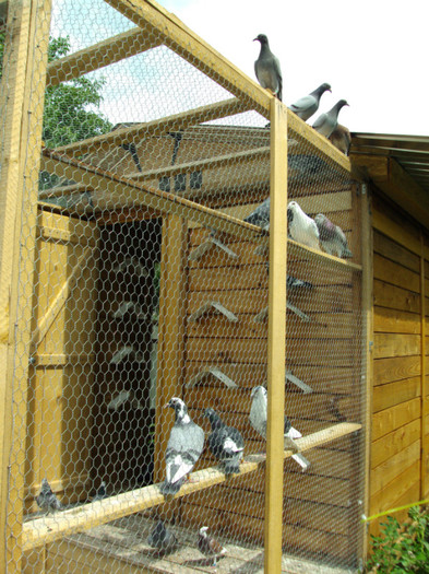 DSC00446 - Cursierii vazduhului