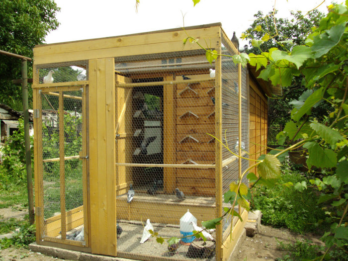 DSC00447 - Cursierii vazduhului