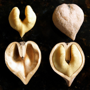 japonez heartnut - a- copaci si plante diverse pt Romania