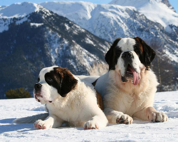 saint_bernard - Saint Bernard