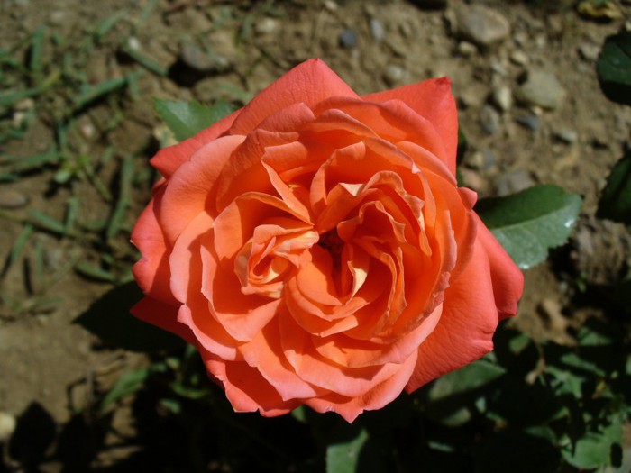 Tanor Star - My Roses