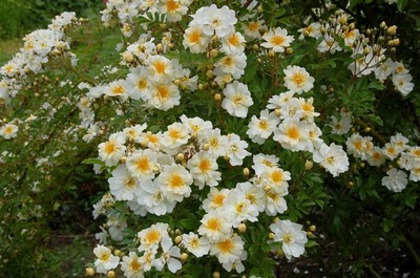 Rosa helenae Semiplena catarator - Trandafiri-lista in completare