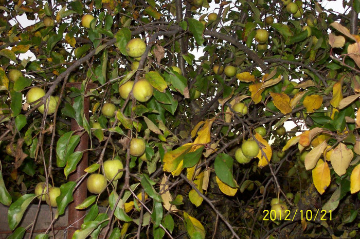 Copy of 101_0525