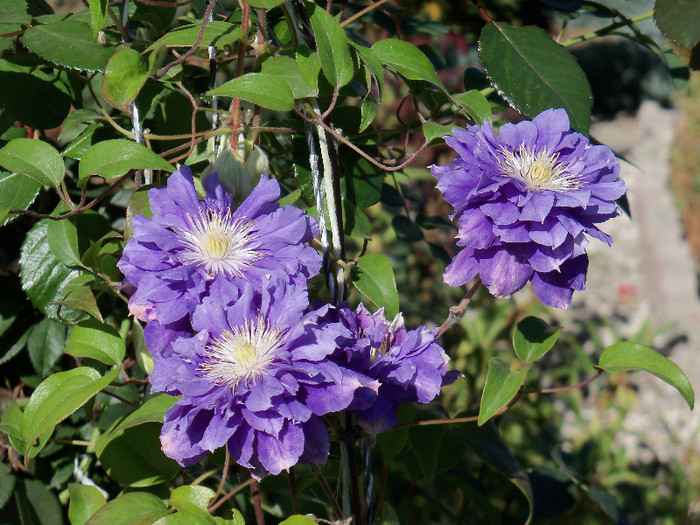 Kiri Te Kanawa - CLEMATIS 2012