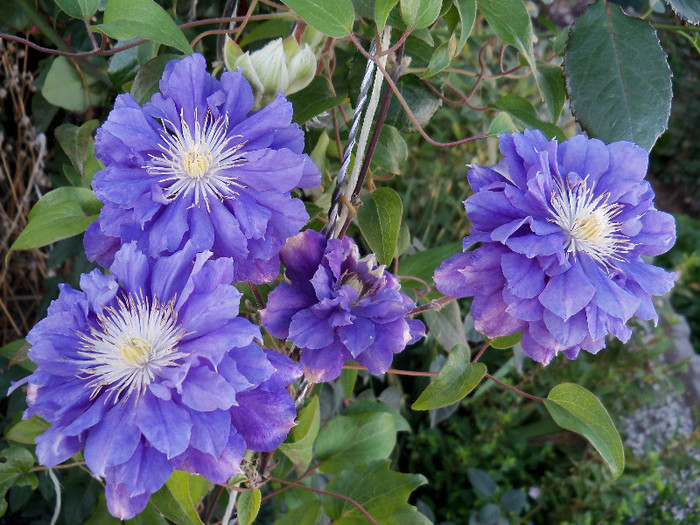 Kiri Te Kanawa - CLEMATIS 2012