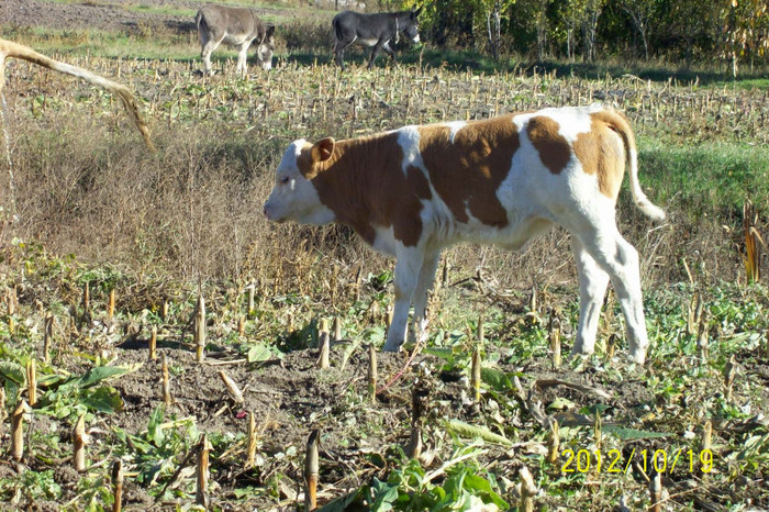 Copy of 101_0425