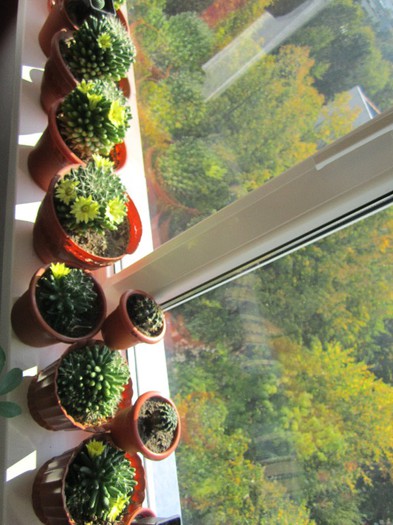 IMG_1397 - cactusi - 2012