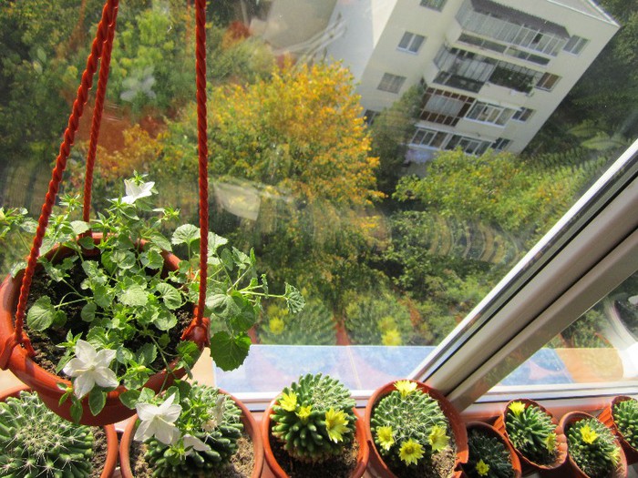 23.10.2012 - cactusi - 2012