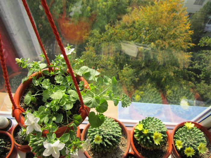 23.10.2012 - cactusi - 2012