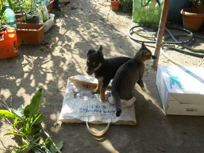 DSCN4863