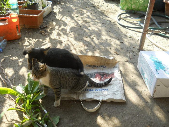 DSCN4858