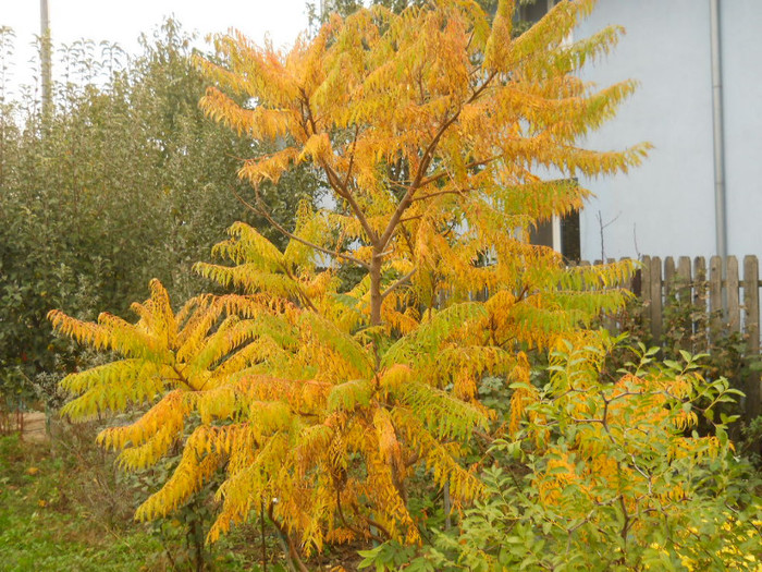 DSCN4876 - arbori ornamentali 2012