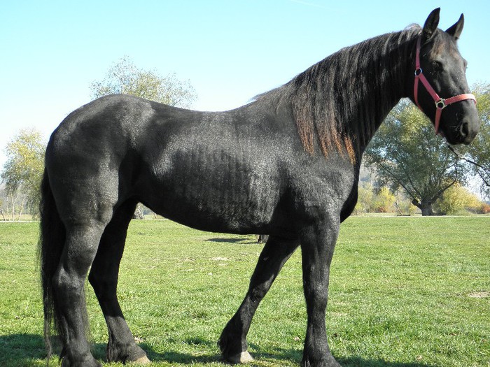 IAPA FRIESIAN 1