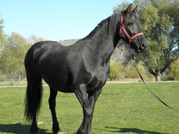 IAPA FRIESIAN 2