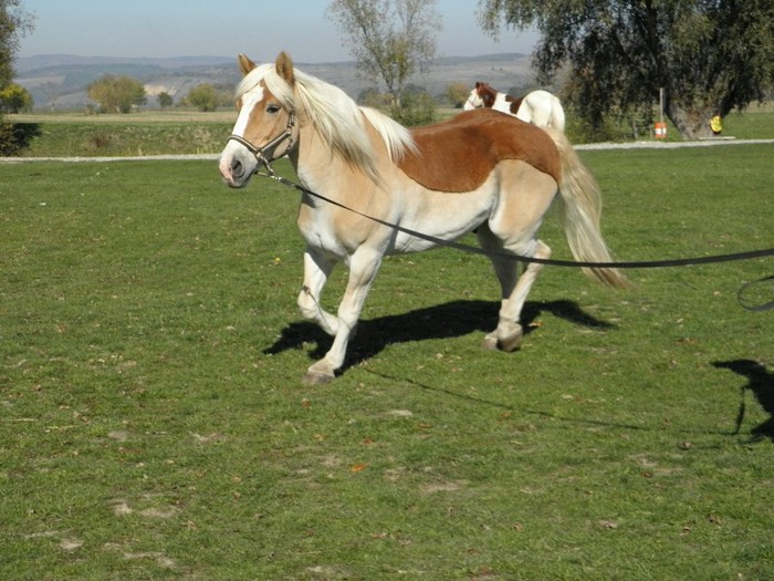 CAL HAFLINGER - MARKUS