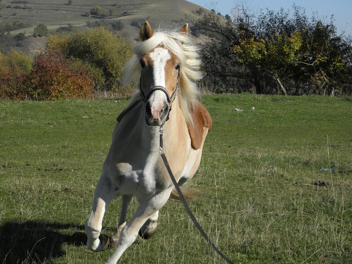 CAL HAFLINGER - MARKUS