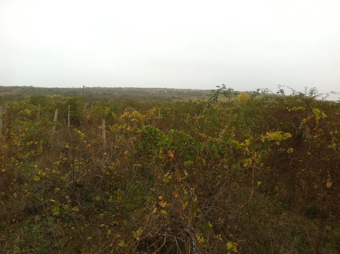 Parloaga - inceput 7