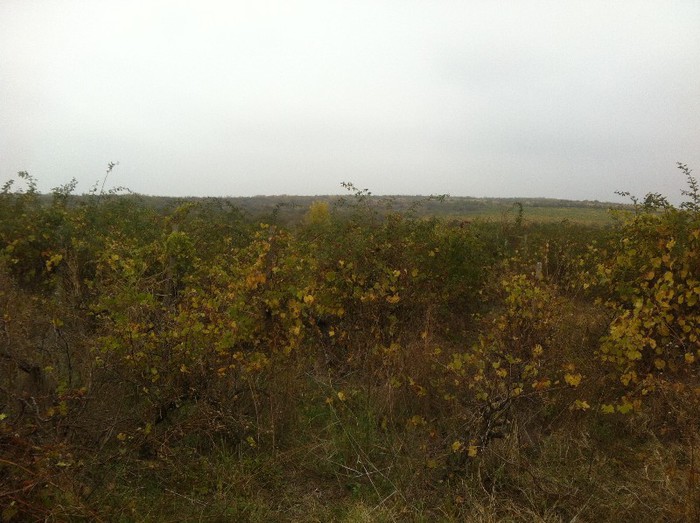 Ne-am apucat de Treaba