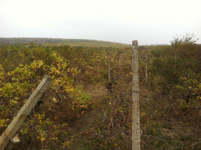 Scoaterea Maracinilor; Prima operatiune este de defrisare a maracinilor
