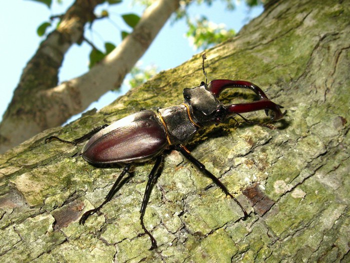 IMG_0120 - Lucanus cervus - Radasca