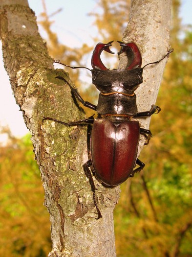 IMG_0144 - Lucanus cervus - Radasca