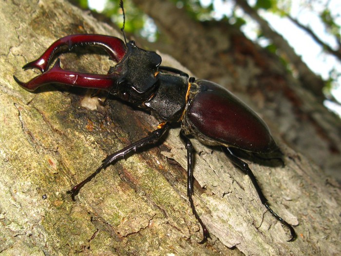 IMG_0207 - Lucanus cervus - Radasca