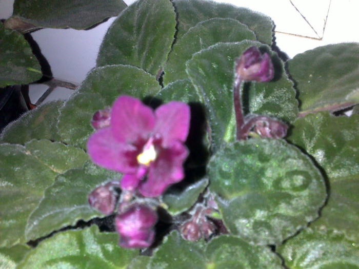 23102012610 - violete