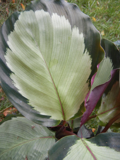 Calathea Rosa Star (2012, Oct.24) - Calathea Rosa Star