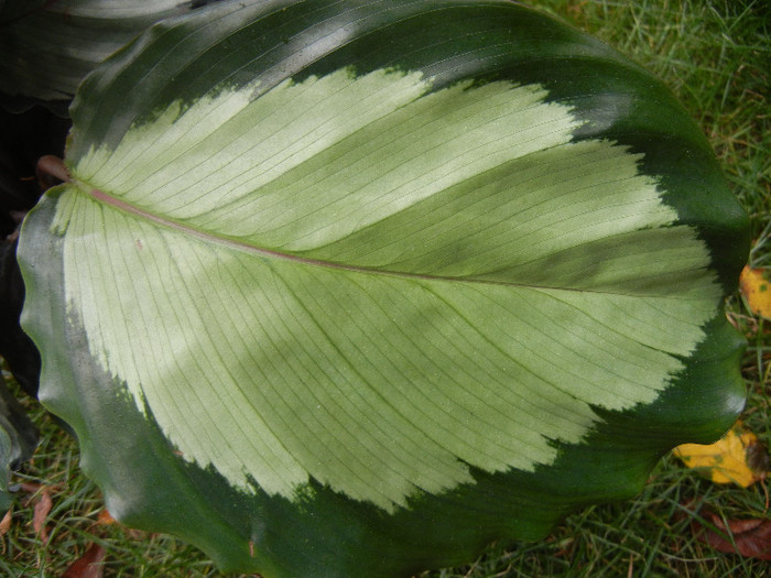 Calathea Rosa Star (2012, Oct.24) - Calathea Rosa Star