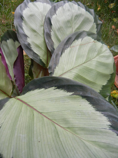 Calathea Rosa Star (2012, Oct.24) - Calathea Rosa Star