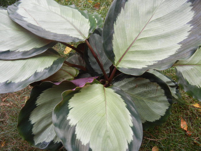 Calathea Rosa Star (2012, Oct.24)