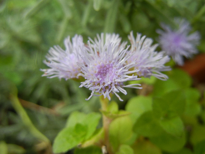 Ageratum houstonianum (2012, Oct.21)