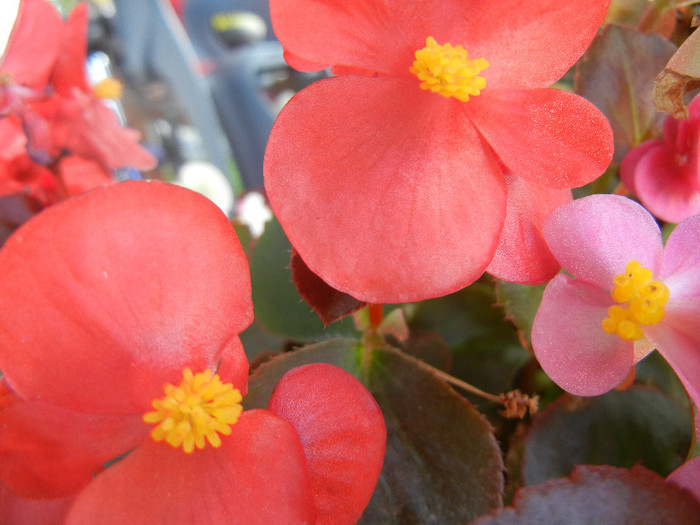 Begonia semperflorens (2012, Oct.23)