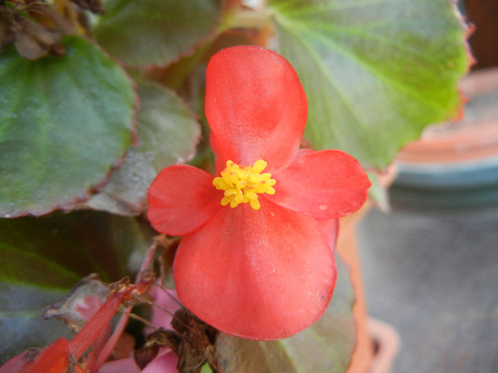 Begonia semperflorens (2012, Oct.23)