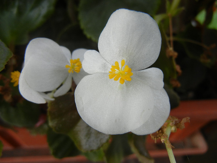 Begonia semperflorens (2012, Oct.23)