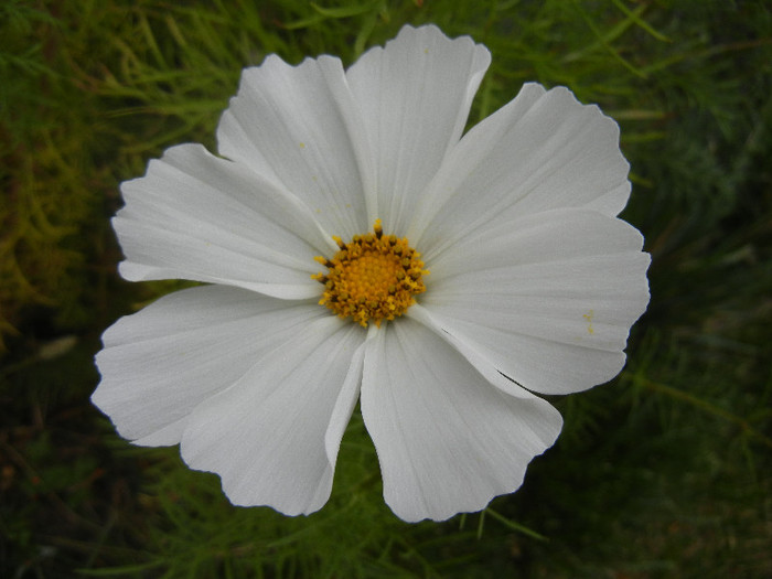 Cosmos bipinnatus White (2012, Oct.24) - Garden Cosmos White