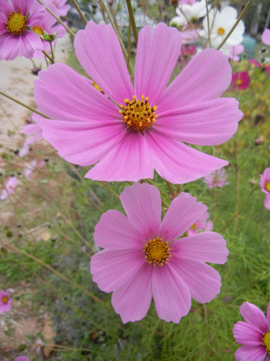 Cosmos bipinnatus Pink (2012, Oct.24) - Garden Cosmos Pink