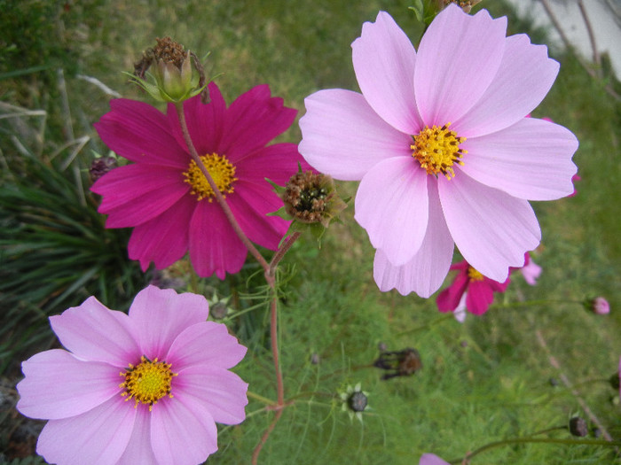 Cosmos bipinnatus (2012, Oct.24) - COSMOS Bipinnatus