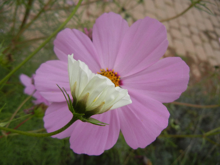 Cosmos bipinnatus (2012, Oct.24) - COSMOS Bipinnatus