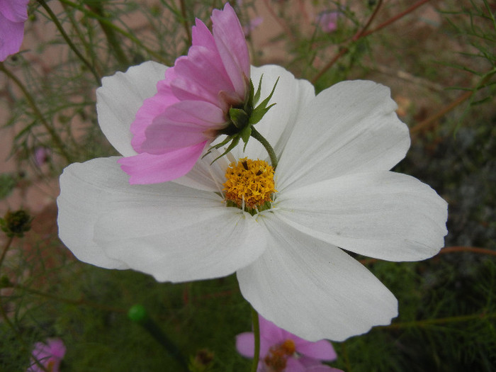 Cosmos bipinnatus (2012, Oct.24) - COSMOS Bipinnatus