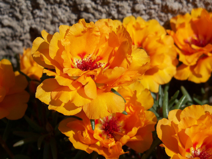 101_4460 - PORTULACA