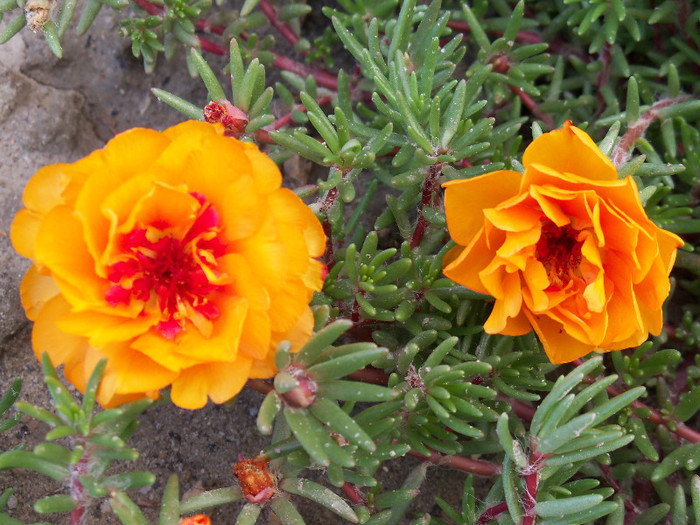 101_3999 - PORTULACA