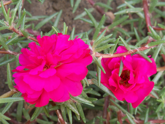 101_4004 - PORTULACA